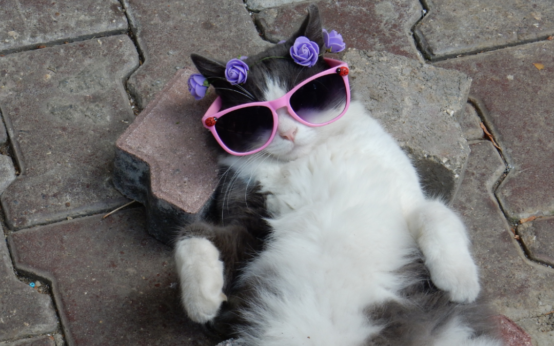 Comprehensive Guide to Feline Tritrichomonas Foetus and Bioresonance Therapy